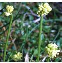 scottishfflosasphodel