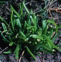 springffolsquill