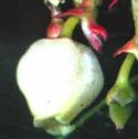 strawberryfflotree