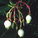 strawberryfflostree