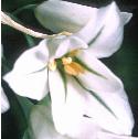 threecorneredffloleek