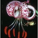 turkscapfflolily