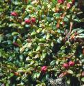 wildfflorazalea