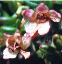 wildfflosazalea