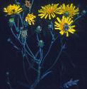 leafyffloshawkweed