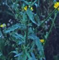 leafyffolhawkweed