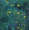 leafyfforhawkweed