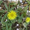 mouseearffloshawkweedbritishflora