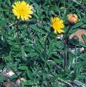 mouseearfforhawkweed