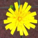 spottedfflohawkweed