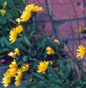 spottedffloshawkweed