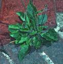 spottedffolhawkweed