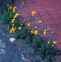 spottedfforhawkweed