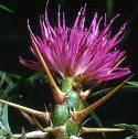 starfflothistle