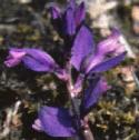 heathflomilkwort