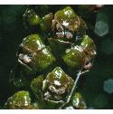 broadleavedfflo1pondweed