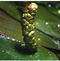 broadleavedfflo4budspondweed