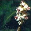 curlyfflopondweed