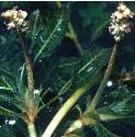 curlyfflospondweed