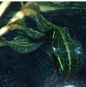 curlyffolpondweed