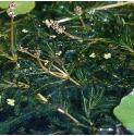 curlyfforpondweed