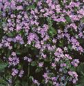 fpinkflos1purslane
