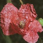 pcornflopoppy