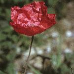 pcornflo2poppy