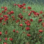 pcornflos1poppy