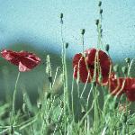 pcornflos2poppy