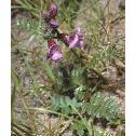bushffor1vetch