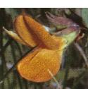 commonbirdsfootfflo4trefoil