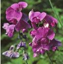 gardenfflos1everlastingpea