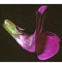 grassfflo2vetchling