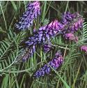 tuftedffor1vetch