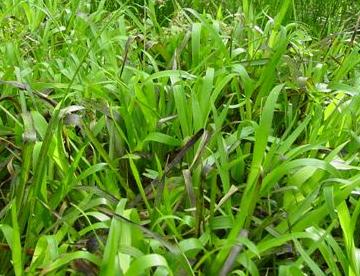 greatffolwoodrushbritishflora