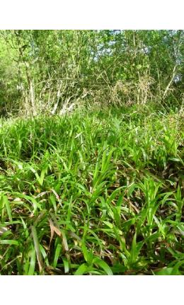 greatfforwoodrushbritishflora