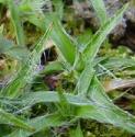 hairyffolwoodrushbritishflora