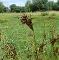 hardfflosrushbritishflora