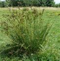 hardfforrushbritishflora