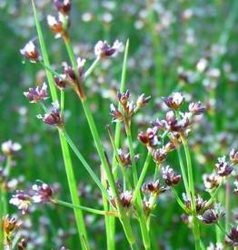 jointedfflosrushbritishflora