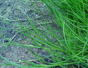jointedffolrushbritishflora