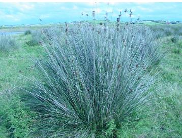 sharpfforrushbritishflora