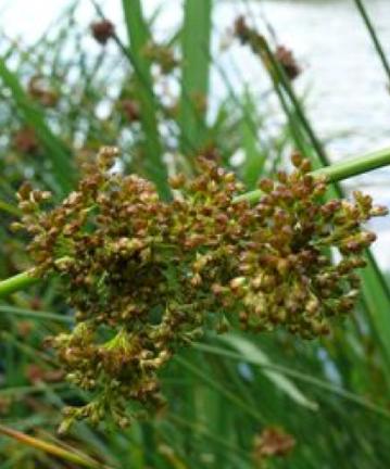 softfflosrushbritishflora
