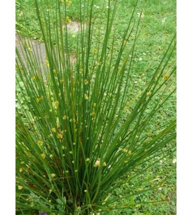 softfforrushbritishflora