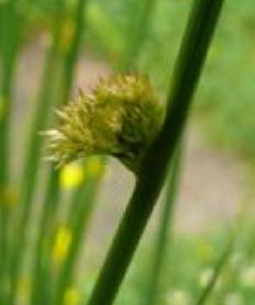 softffrurushbritishflora