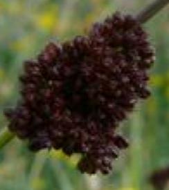 softffrusrushbritishflora