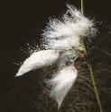 fbroadfrusleavedcottongrass