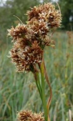 sedgefflobritishflora