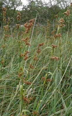 sedgefflosbritishflora